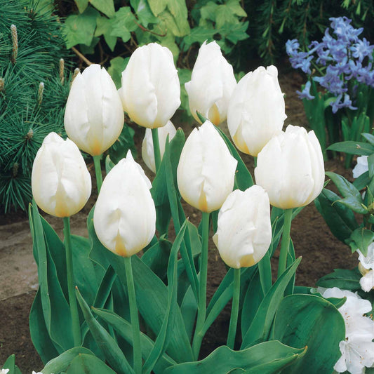 Langstielige Tulpe weiß (x5) - Tulipa - Blumenzwiebeln