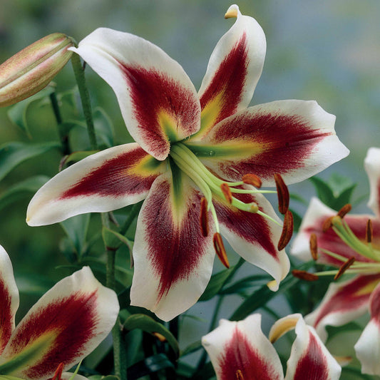 Lilien Beverly Dreams (x3) - Bakker