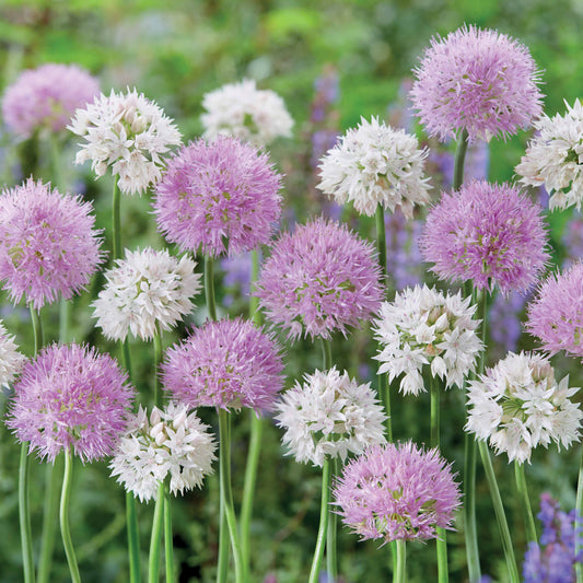 Allium Gracefull Beauty (x10) - Allium graceful beauty - Blumenzwiebeln