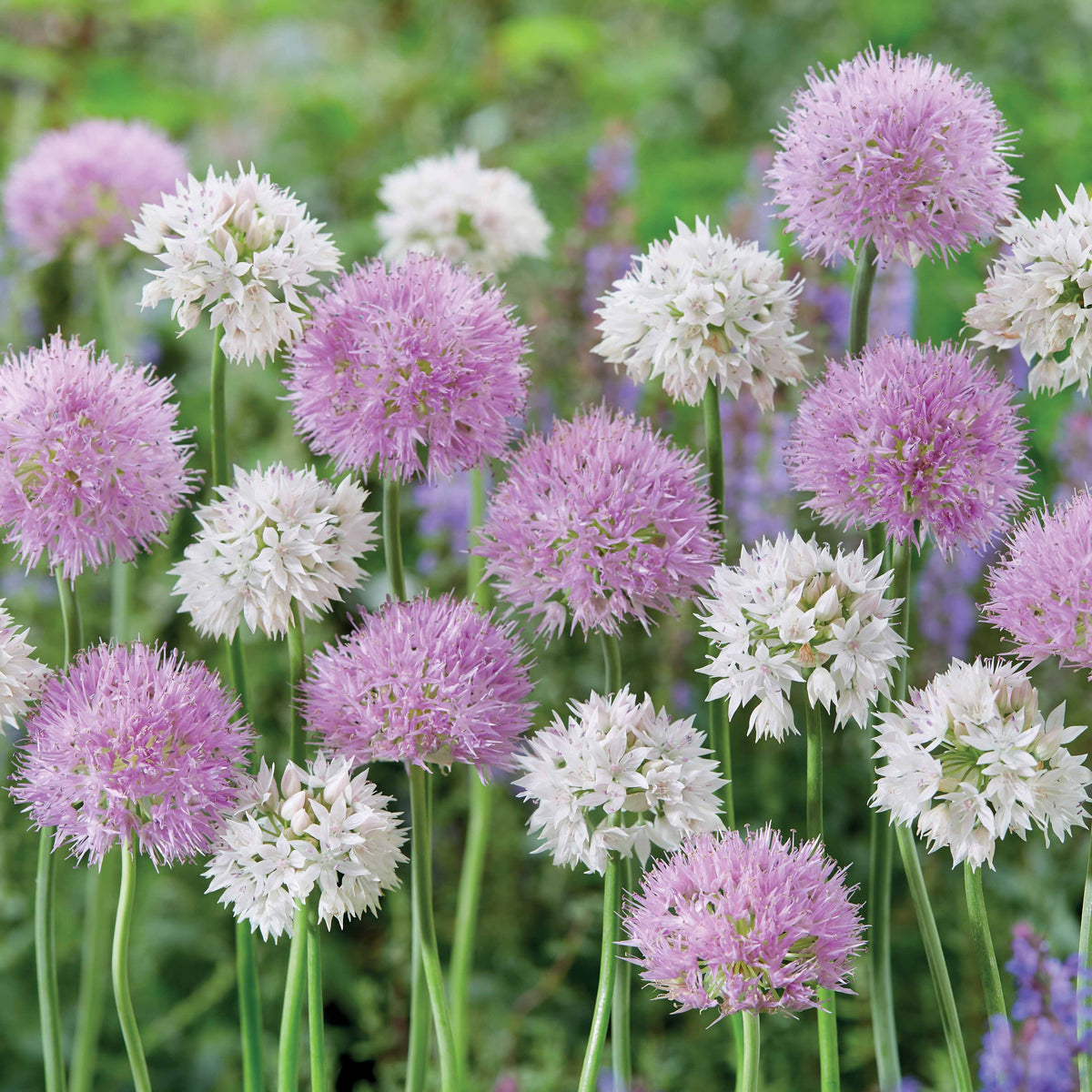 Allium Gracefull Beauty (x10) - Bakker