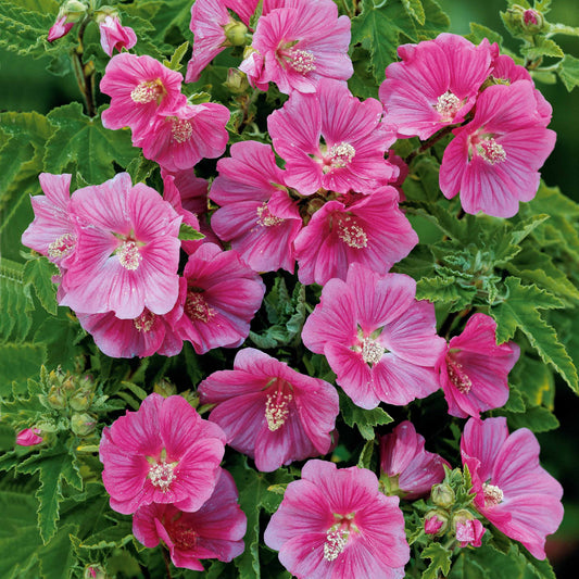 Buschmalve (x2) - Bakker