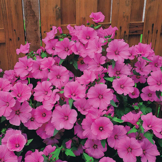 Buschmalve (x2) - Bakker