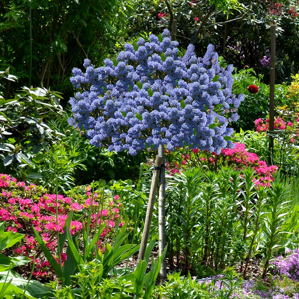 Säckelblume Blue Mound - Ceanothus blue mound - Gartenpflanzen