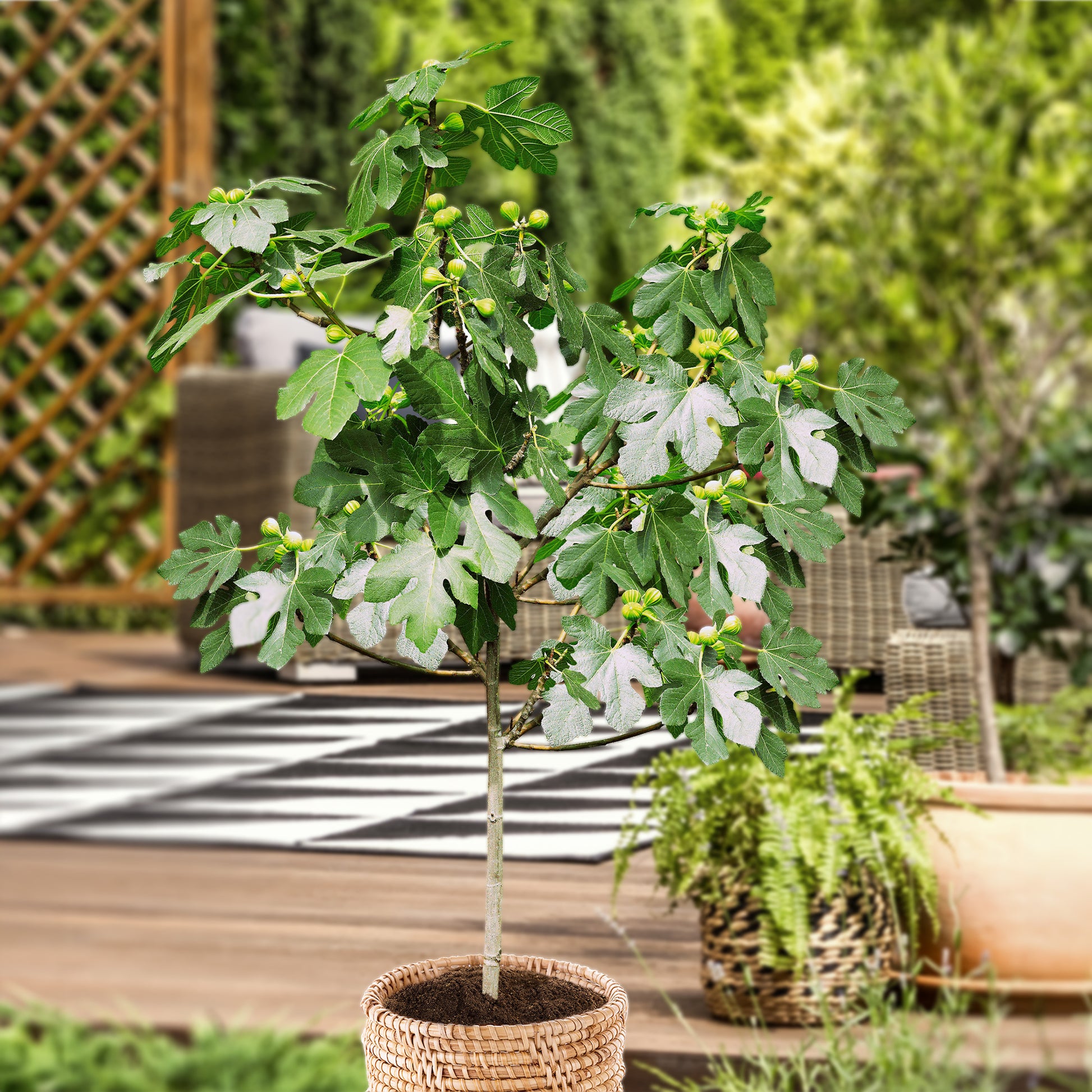 Feigenbaum auf Stamm - Ficus carica - Obst