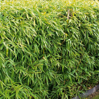 Bambushecke - Fargesia murielae - Gartenpflanzen
