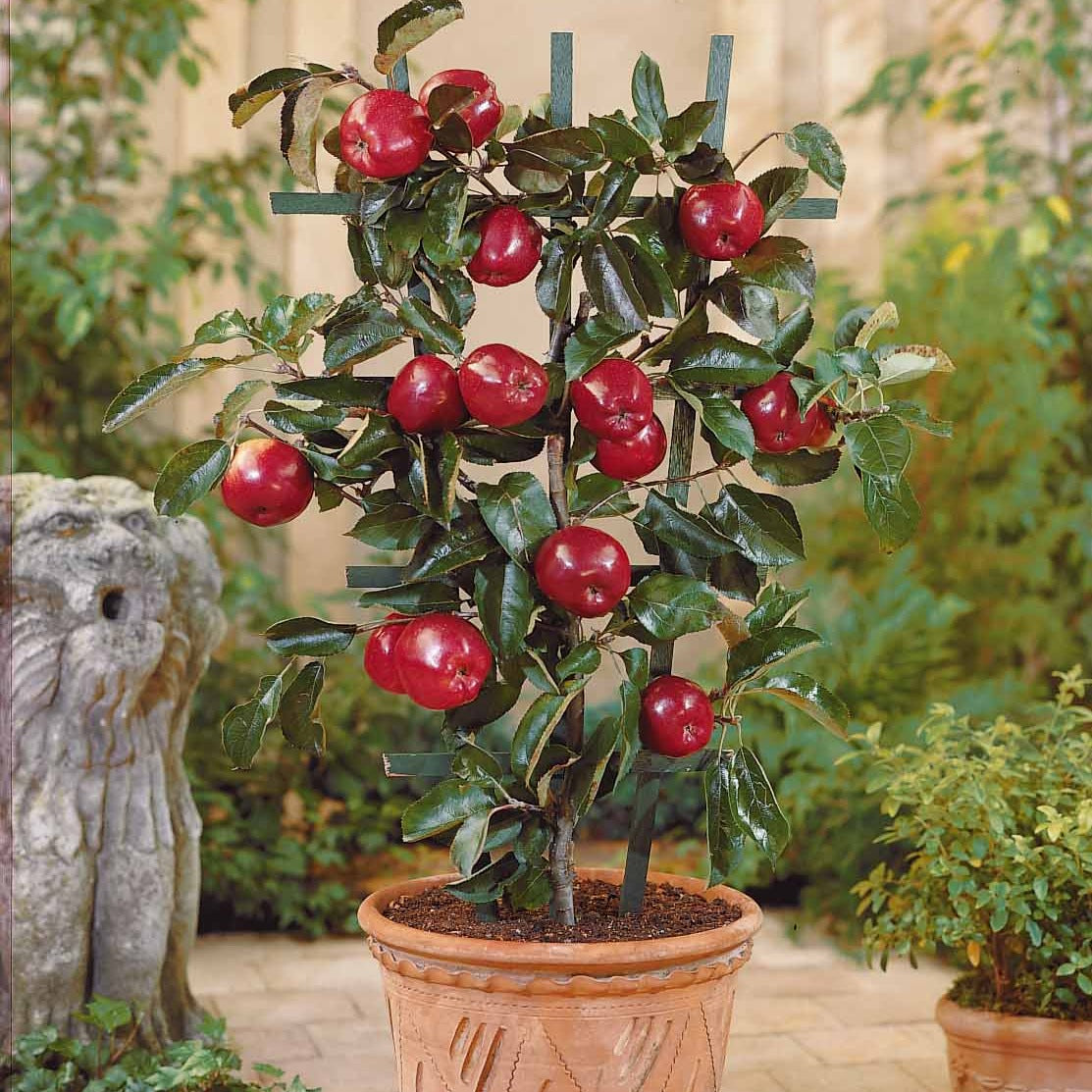 Zwerg-Apfelbaum Red Spur Delicious - Malus domestica red spur delicious - Äpfel