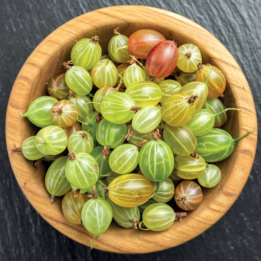 Stachelbeere Invicta - Bakker