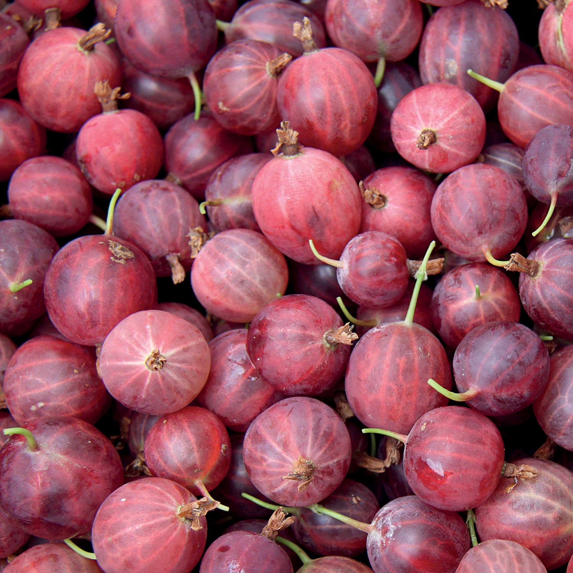 Stachelbeere - Ribes uva-crispa - Obst