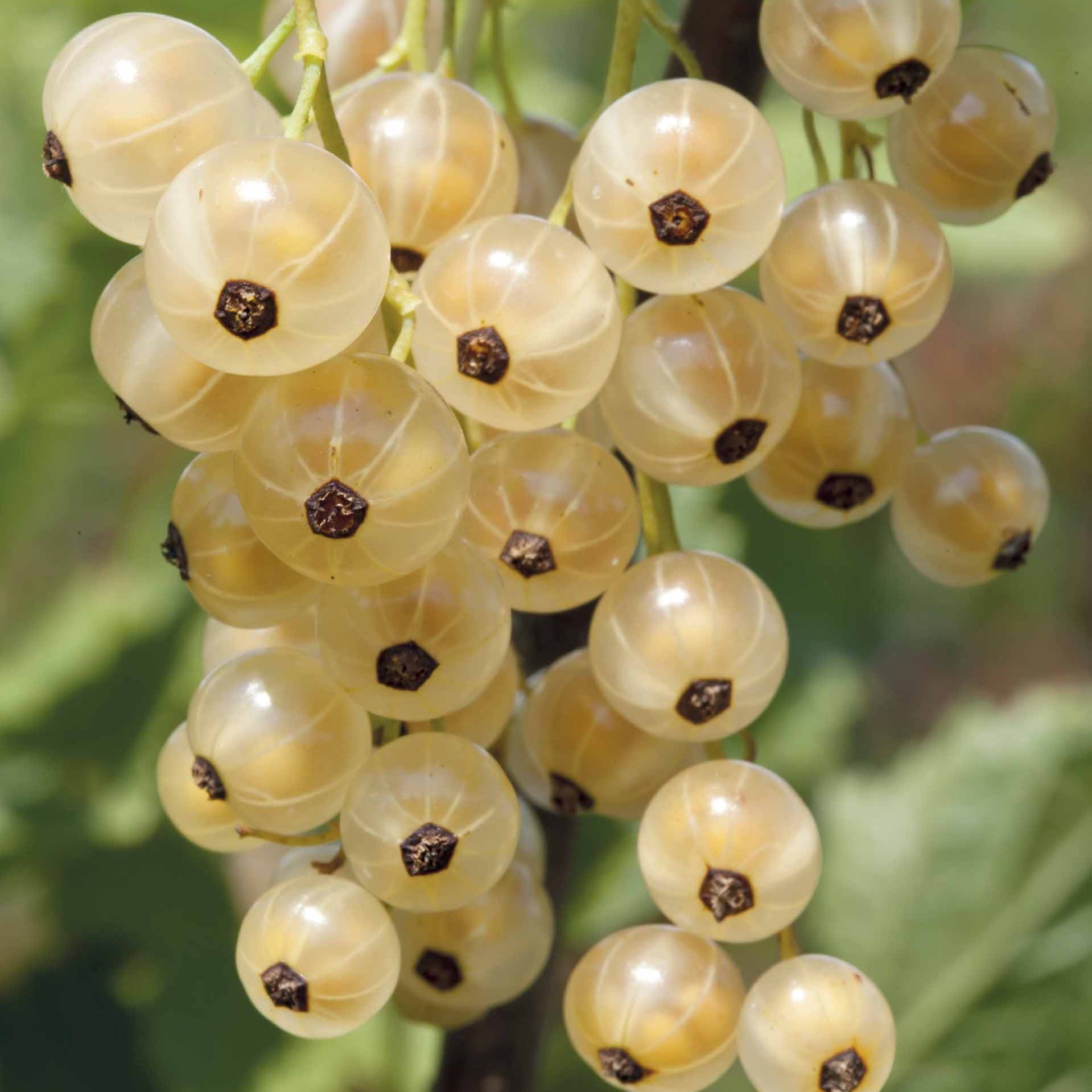 Weiße Johannisbeere White Pearl - Ribes rubrum white pearl - Obst