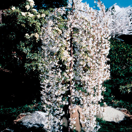 Japanische Blütenkirsche Snow Fountains - Prunus snow fountains - Gartenpflanzen