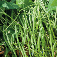 Buschbohne Karussell - Phaseolus vulgaris nain carrousel( 50 gr) - Gemüsegarten