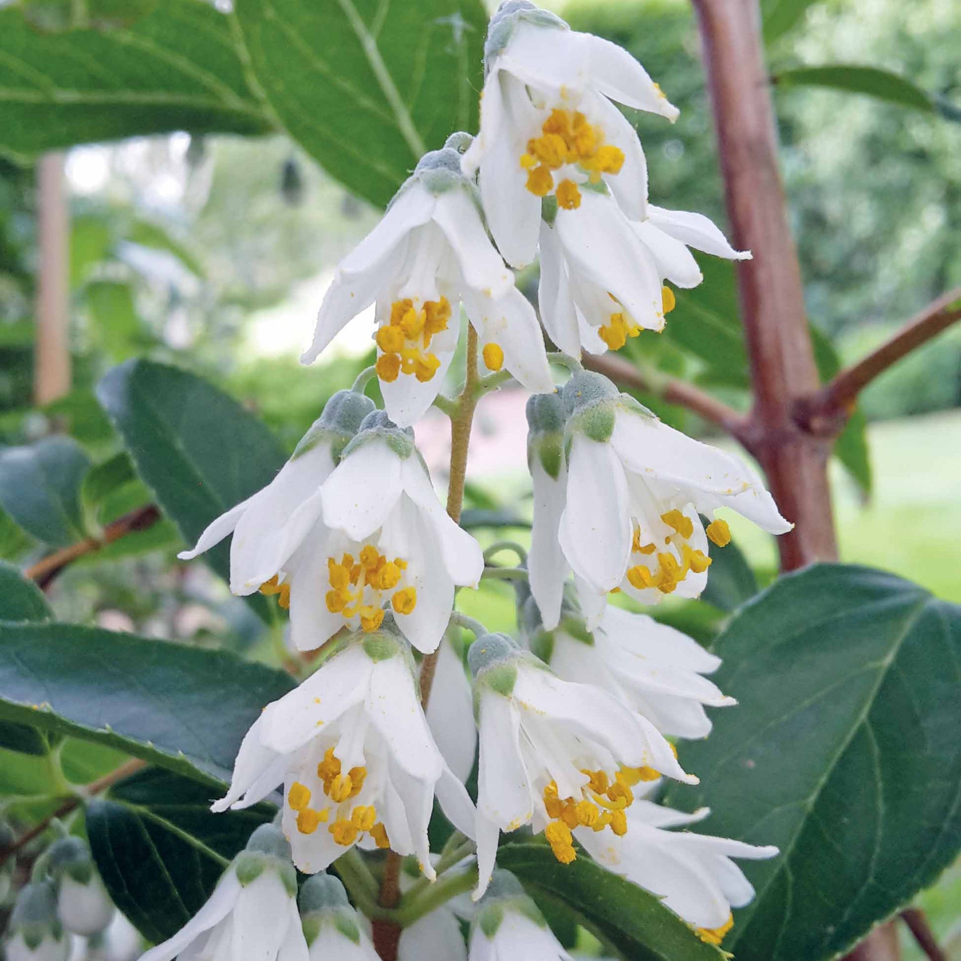 Sternchenstrauch - Deutzia pulchra - Gartenpflanzen