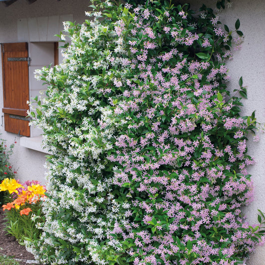 Sternjasmin rosa und weiß - Trachelospermum jasminoides - Gartenpflanzen