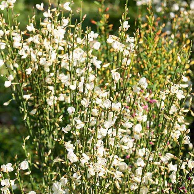 Weißer Ginster - Cytisus praecox albus - Gartenpflanzen