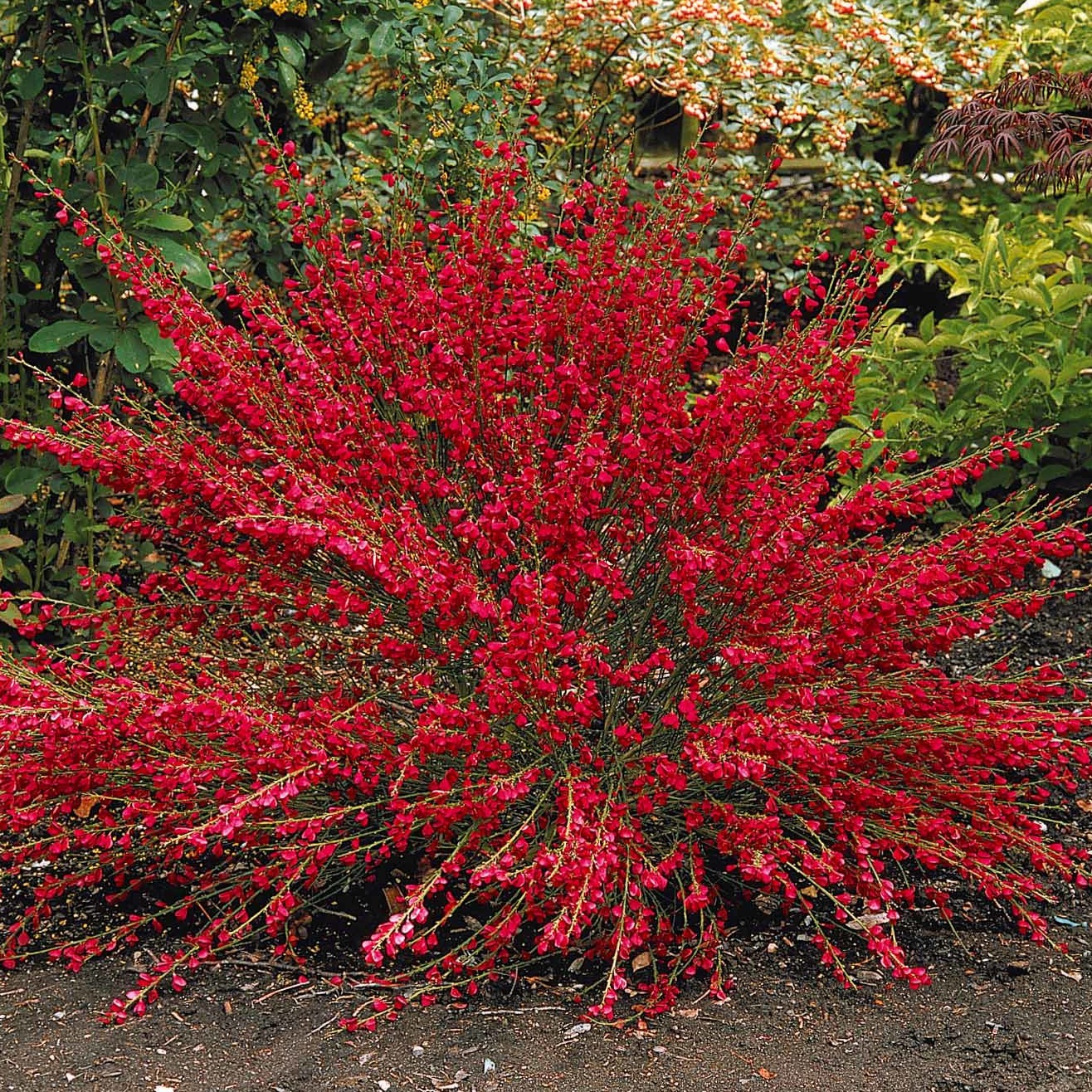Edelginster Boskoop Ruby - Cytisus praecox Boskoop Ruby - Gartenpflanzen