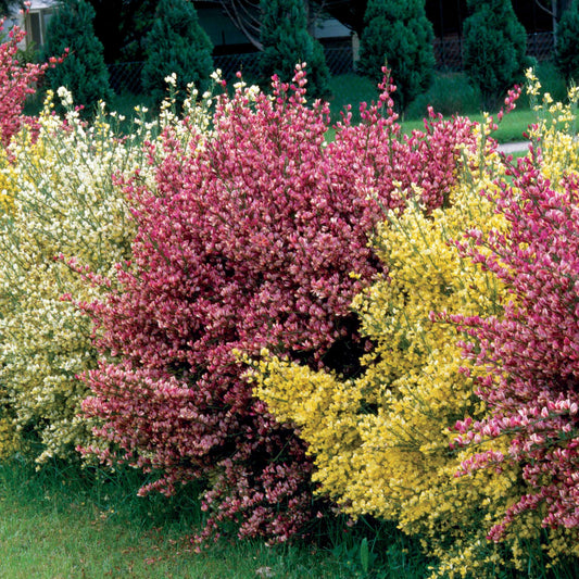Farben Ginsterhecke weiß, rot und gelb (x3) - Cytisus praecox allgold, albus, boskoop ruby - Gartenpflanzen