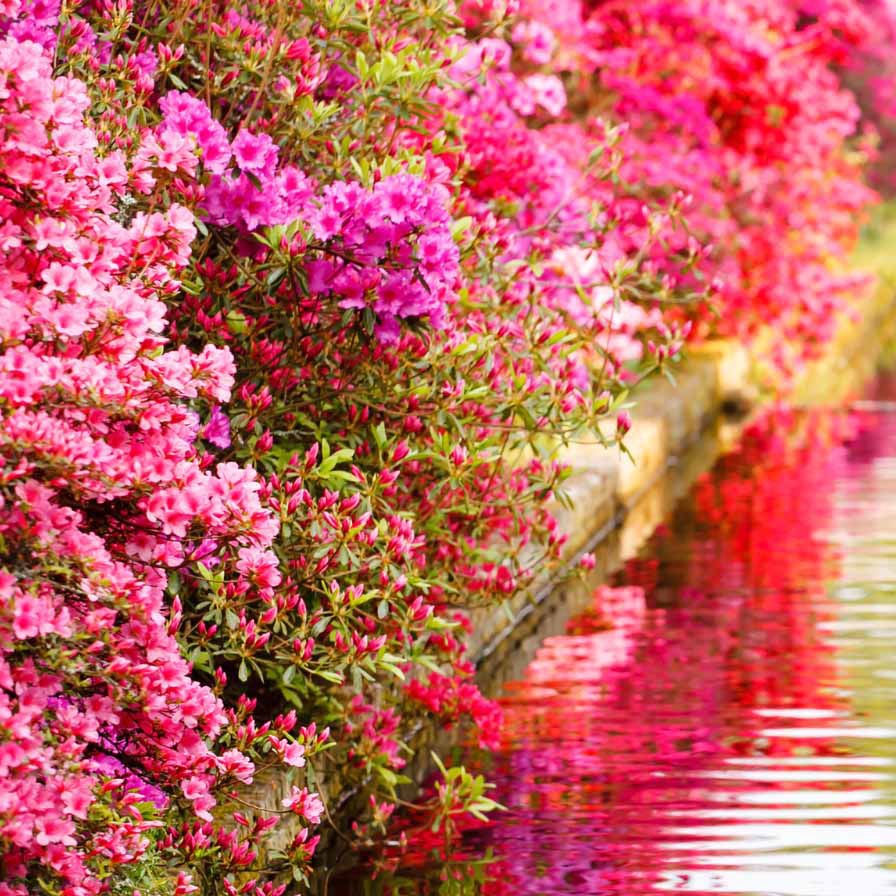 Azalea japonica pink - Japanische Azalee rosa - Azaleen