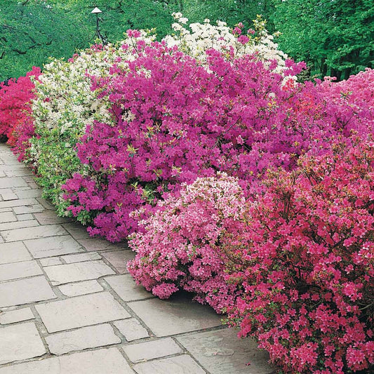 Japanische Azalee violett - Azalea japonica purple - Gartenpflanzen