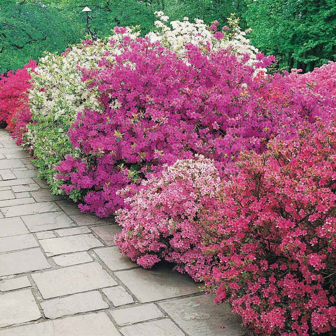 Japanische Azalee ‘Geisha Purple’ - Bakker