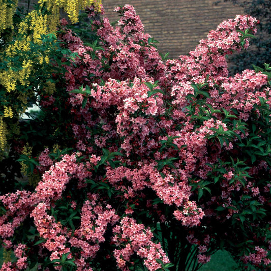 Weigelie Pink Princess - Weigela pink princess - Gartenpflanzen