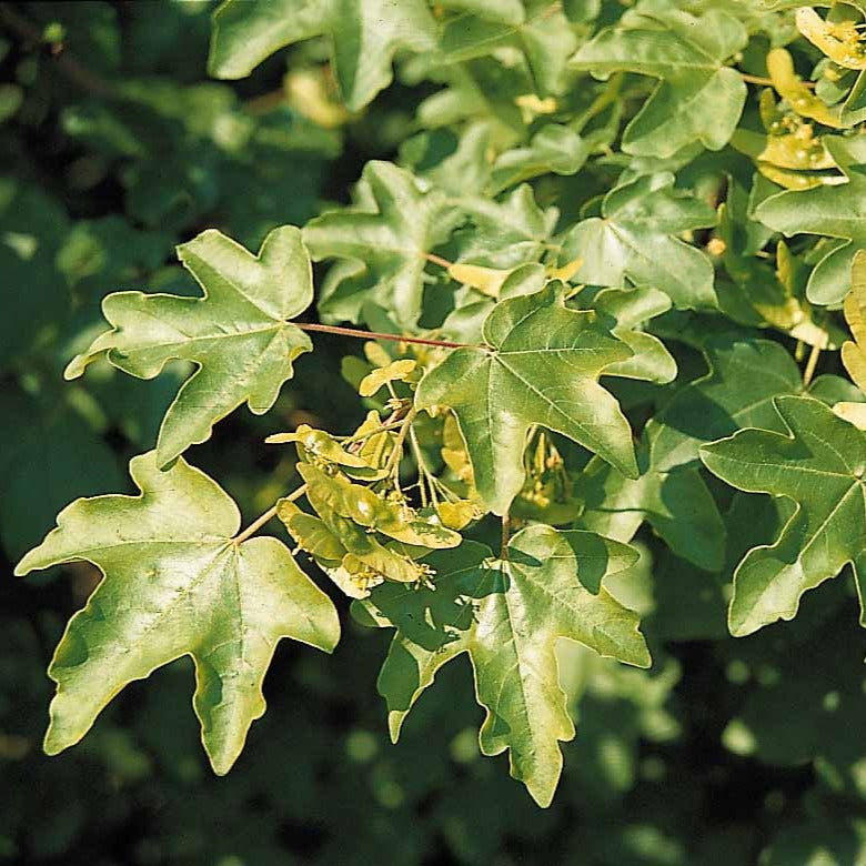 Feldahorn (x10) - Acer campestre - Bäume