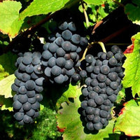 Weinrebe Pinot - Vitis vinifera pinot - Obst