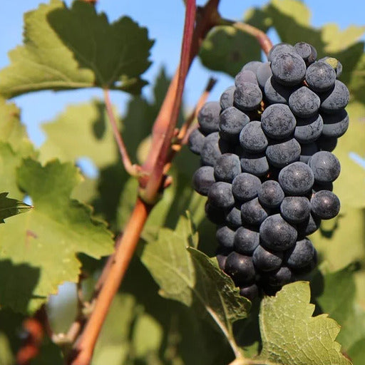 Weinrebe Merlot - Bakker