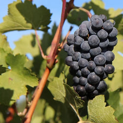 Weinrebe Merlot - Bakker