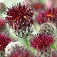 Purpur-Flockenblumen - Centaurea atropurpurea - Gartenpflanzen