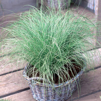 Oshima Segge Evergreen - Carex oshimensis evergreen - Gartenpflanzen