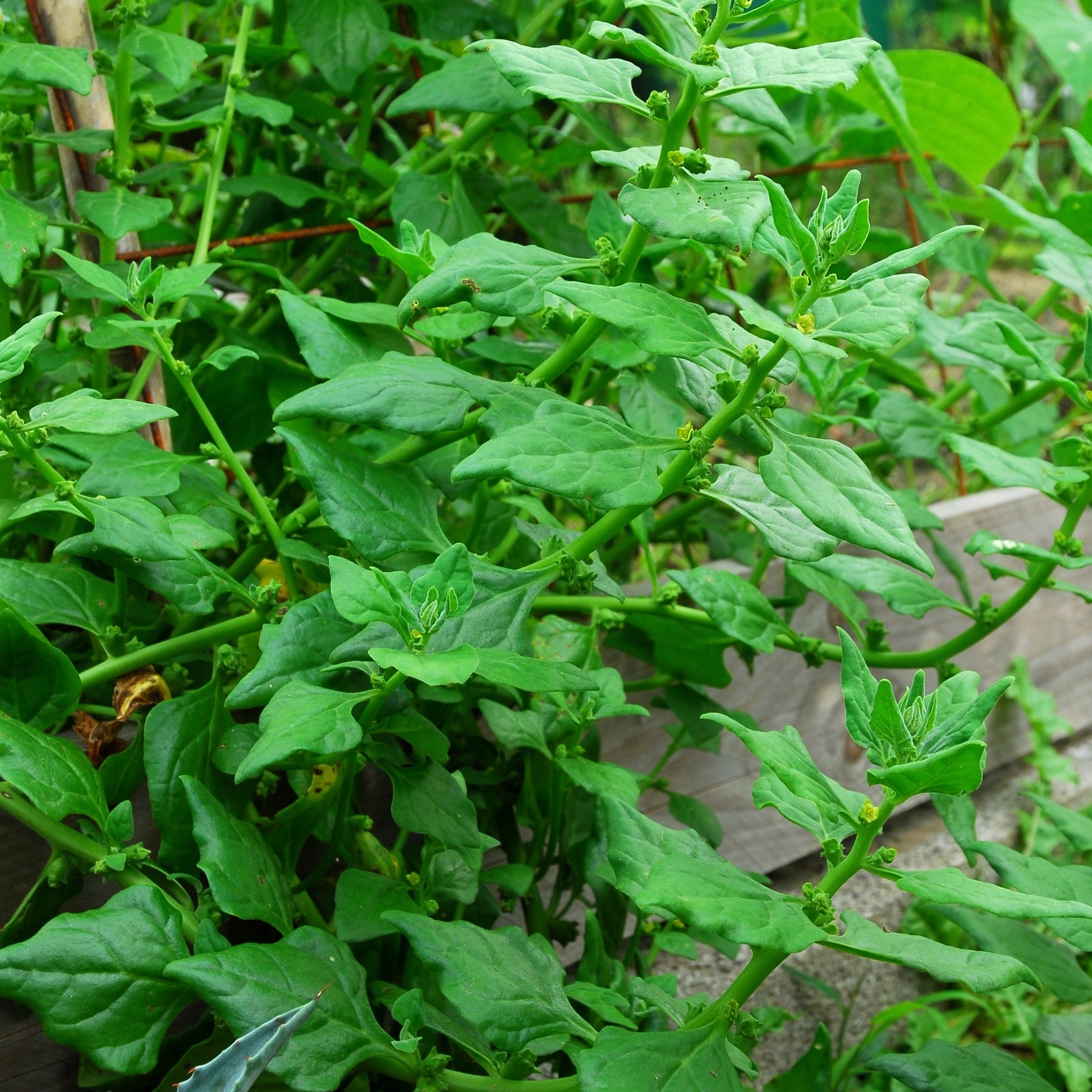 Neuseeländer Spinat - Tetragonia tetragonioides - Saatgut