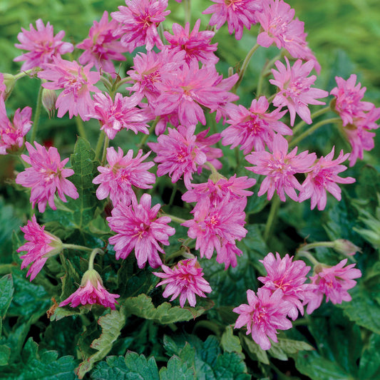 Storchschnabel Southcombe Double (x3) - Geranium oxonianum southcomble double - Sträucher und Stauden