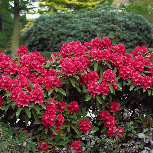 Zwerg Alpenrose Scarlet Wonder - Rhododendron scarlet wonder - Gartenpflanzen