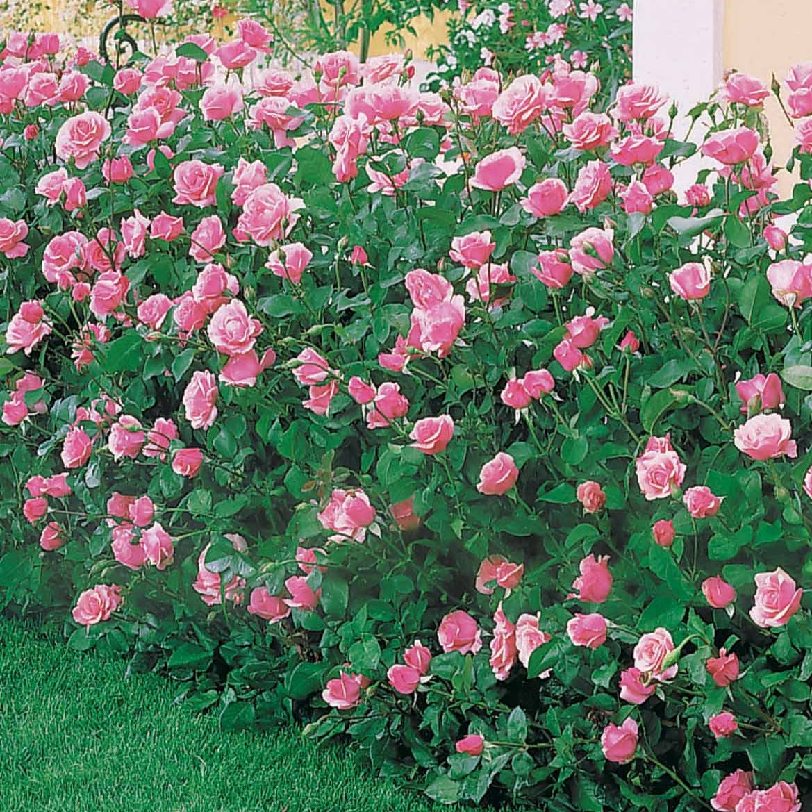 Rose Queen Elisabeth - Rosa Queen Elisabeth - Gartenpflanzen