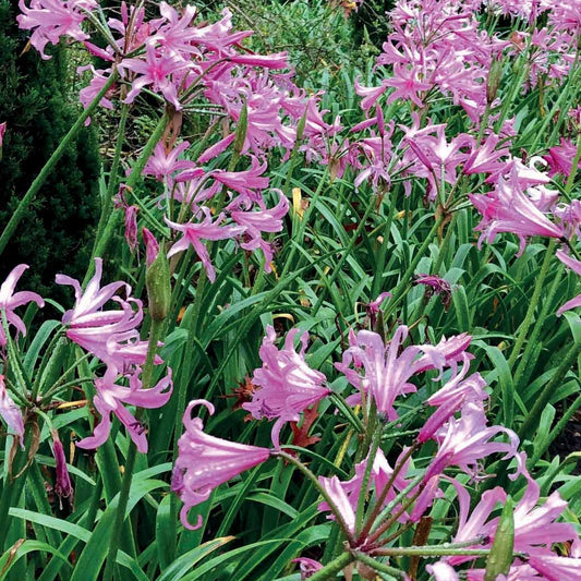 Amarine Belladiva Aphrodite (x4) - Bakker