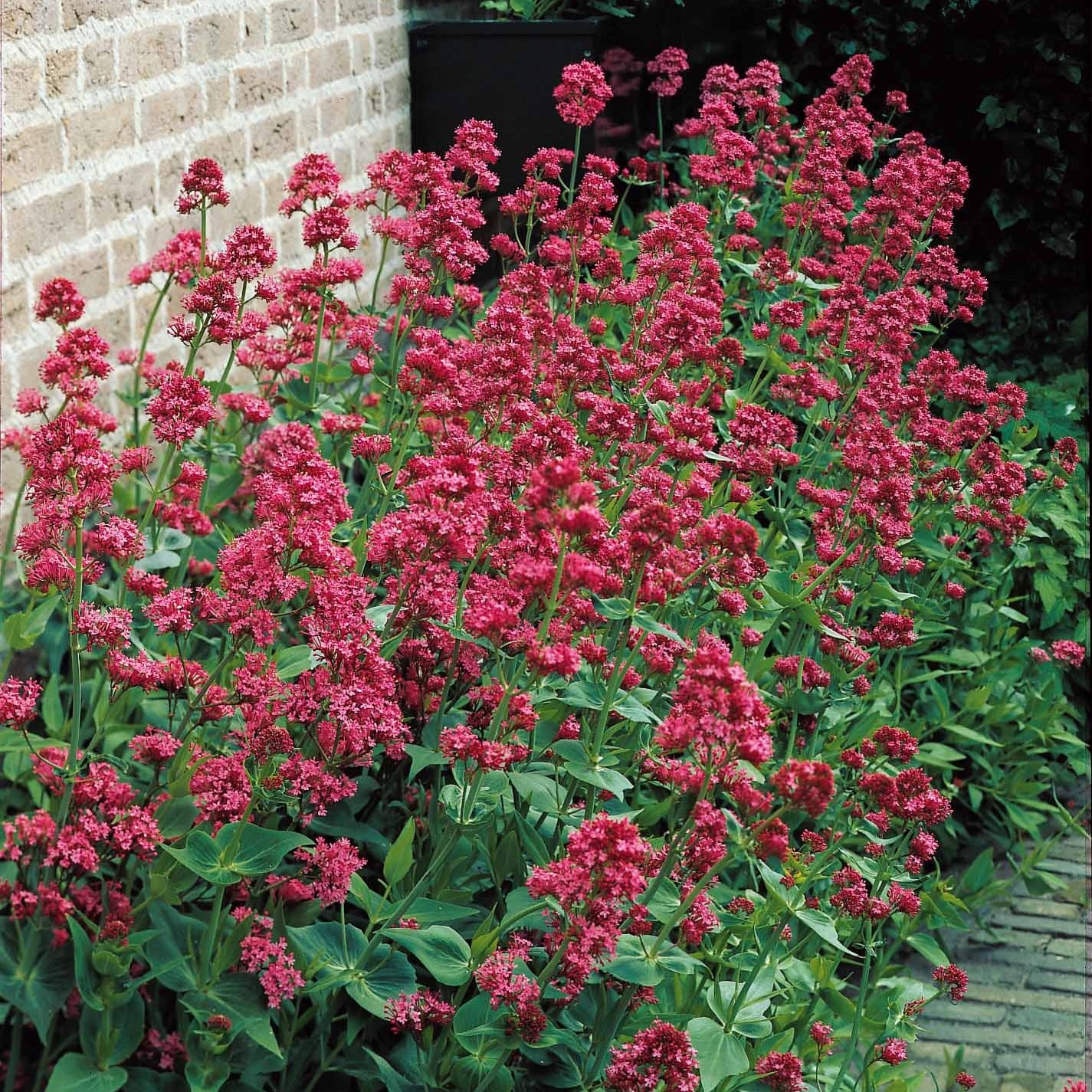 Rote Spornblume - Centranthus ruber coccineus - Sträucher und Stauden
