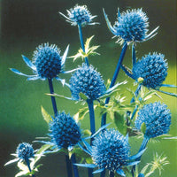 Blaue Distel - Eryngium planum