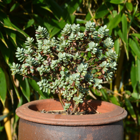 Strauchveronika - Bakker