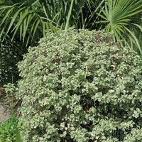Chinesischer bunte Klebsame - Pittosporum tenuifolium variegatum - Gartenpflanzen