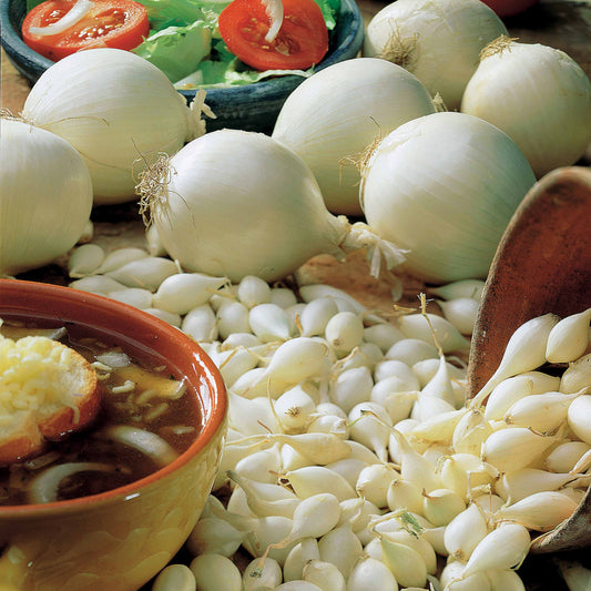Zwiebelsammlung: Snowball, Stuttgart, Braunschweig (x3) - Bakker