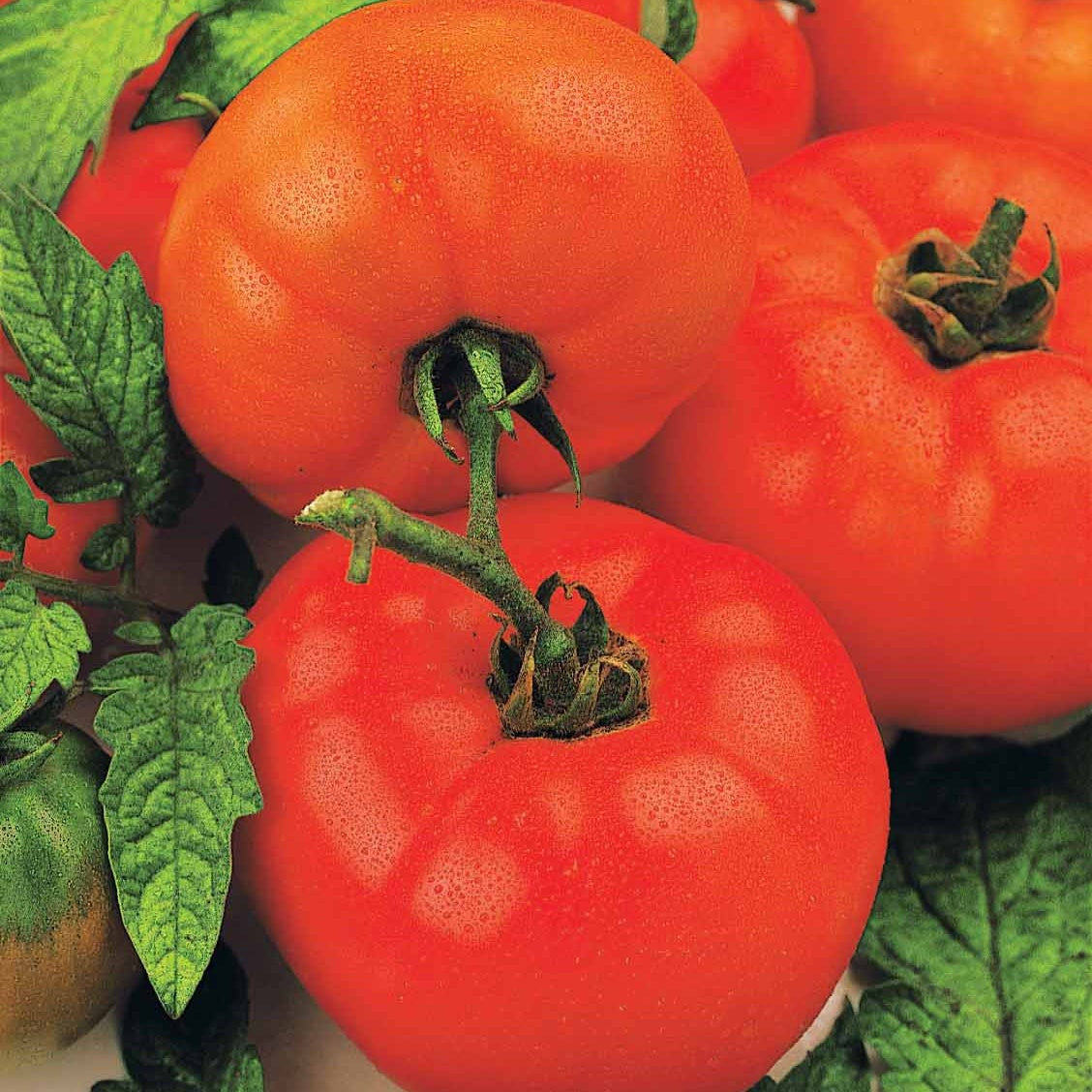 Tomatenmischung (Coeur de Boeuf, Saint Pierre, San M) - Collection 3 tomates savoureuses (coeur de boeuf, saint pierre, san m - Saatgut