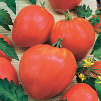 Tomatenmischung (Coeur de Boeuf, Saint Pierre, San M) - Collection 3 tomates savoureuses (coeur de boeuf, saint pierre, san m - Gemüsesaat
