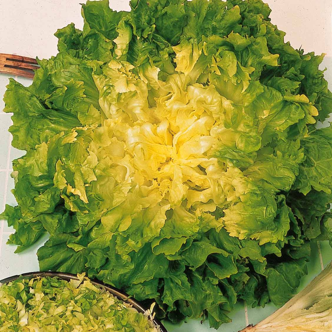 7 Monate Salat Mischung (Reine Mai, Lollo rossa, Coeur plein, Blond) - Coll. 7 mois de salades (reine mai, lollo rossa, coeur plein, blond - Saatgut