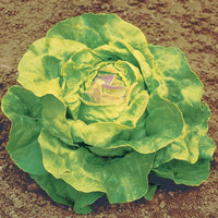 7 Monate Salat Mischung (Reine Mai, Lollo rossa, Coeur plein, Blond) - Coll. 7 mois de salades (reine mai, lollo rossa, coeur plein, blond - Salat