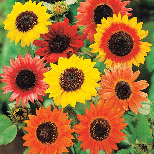Sonnenblumen Mischung Color Fashion - Helianthus annuus color fashion - Gemüsegarten