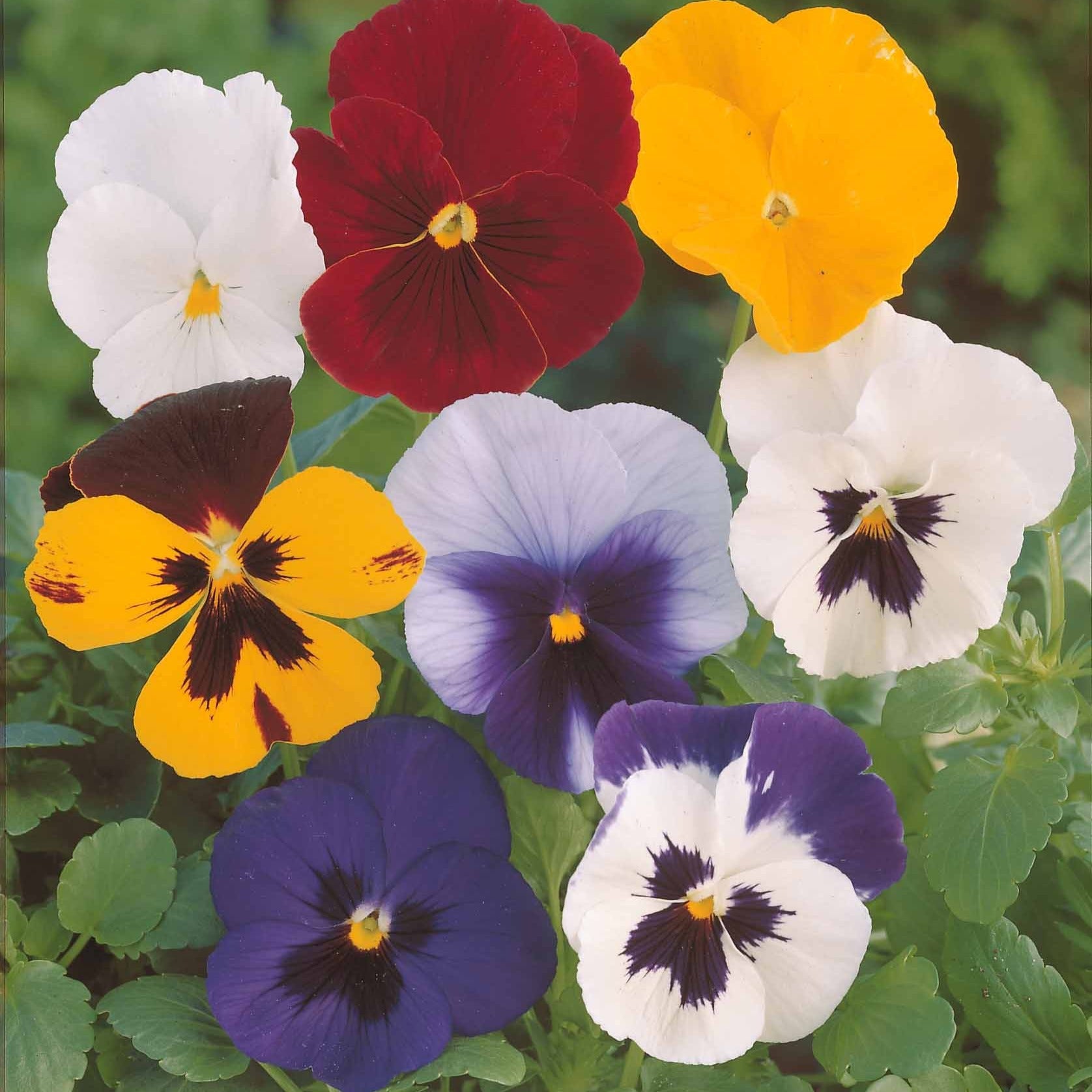 Stiefmütterchen Mischung - Viola wittrockiana - Blumensaat