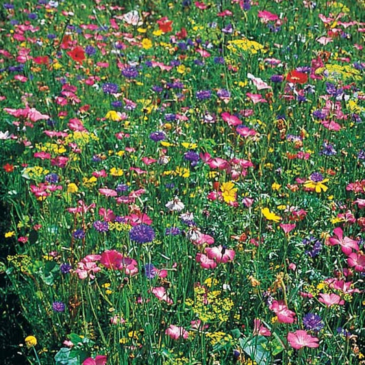 Feldblumenmischung - Mélange fleurs des champs - Gemüsegarten