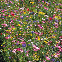 Feldblumenmischung - Mélange fleurs des champs - Saatgut