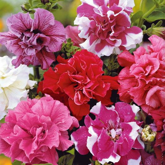 Saatgut - Petunia bonanza - Bakker