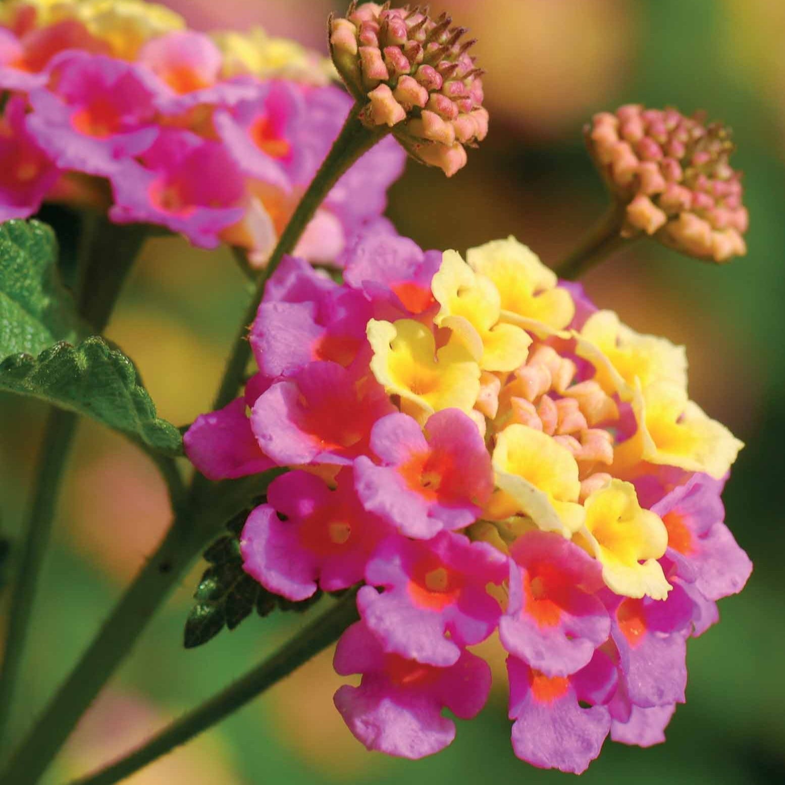 Wandelröschen Mischung (x3) - Lantana camara